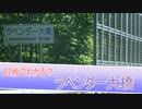 62秒でわかる？ラベンダー大橋