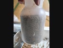 ｛昆虫｝菌糸ボトルに小虫が沢山湧いたので交換してみた｛飼育｝