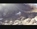 【柴犬お散歩動画】