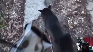薮さん 愛犬に逃走される