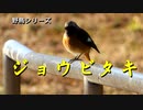 野鳥シリーズ　ジョウビタキ