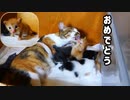 子猫が歩けるようになって嬉しくもあり悲しくもありそうな母猫