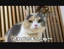 【三毛猫】モカちん今日は猫パソコンに挑戦。
