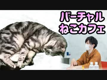 バーチャル猫カフェで癒されよう！