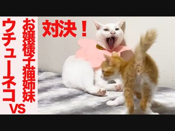対決！お嬢様子猫姉妹vs珍妙ウチューネコ