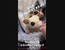 【 #フクロモモンガ 】おやつは順番で！ #おはモモンガ #蜜袋鼯 #슈가글라이더 #フクモモ #sugerglider #モモンガ #shorts