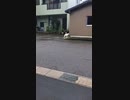ホモと見る４と鳴く犬