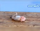 【子猿・ペット】わがままに育ってしまった子猿の地団駄