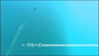 ≡ 2023年の初釣果⁉ × ​潜水ウェブカメラ ≡