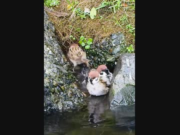 スズメのスイッチ