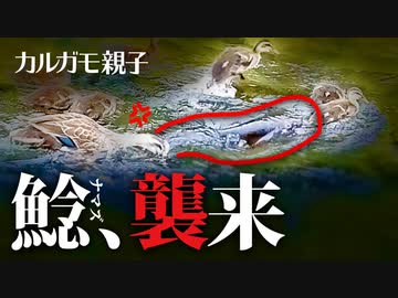 0608C⑤【雛を捕食者から守る母】カルガモ親子VSナマズ。魚に雛が食べられた親子にまた鯰が襲来　#カルガモ親子　#ナマズ　#身近な生き物語