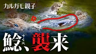 0608C⑤【雛を捕食者から守る母】カルガモ親子VSナマズ。魚に雛が食べられた親子にまた鯰が襲来　#カルガモ親子　#ナマズ　#身近な生き物語