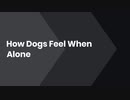 7_How Dogs Feel When Alone