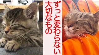 草食系次男坊猫、甘えの真理に到達する