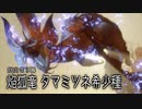 【mhsb】part66前編モンスターハンターサンブレイク実況緊M★6白炎妖光