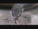 ヘビvsザリガニ