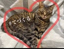 洲崎綾の「手づくるラジオ」第66回