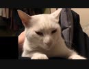 飼い主の腹でまったりする猫