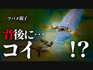0608C⑥【親子ツバメと鯉】雛が巣立って餌やり子育て。燕と魚の不思議な景色、#ツバメ　#鯉　#身近な生き物語