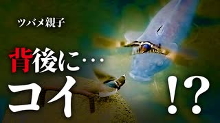 0608C⑥【親子ツバメと鯉】雛が巣立って餌やり子育て。燕と魚の不思議な景色、#ツバメ　#鯉　#身近な生き物語