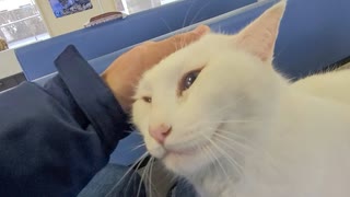 外出から帰ってきた白猫ちゃん