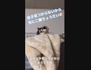【 #フクロモモンガ 】みんな帰ってくるまでご飯お預け！ #おはモモンガ #蜜袋鼯 #슈가글라이더 #フクモモ #sugerglider #モモンガ #shorts