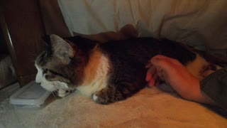 こたつの猫