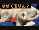 くるりんしっぽの謎を解け！