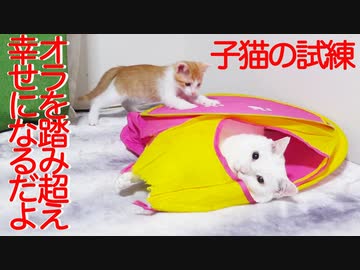 保護子猫姉妹、家猫の試練を踏み越える