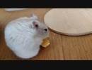 ハムスター飼いました。その143～2023年2月だよ!!体重測定だよ!!～