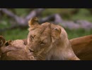 Lioness Grooming　安孫子佳典