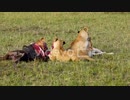 Lions in the Masai Mara, Kenya, feeding on a wildebeest　安孫子佳典