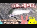 釣ったお魚を頂きます。【VOICEROIDキッチン】【結月ゆかり】