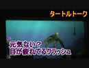 【元気ないの？】目が疲れてるクラッシュ【タートルトーク】東京ディズニーシー