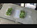 マイクロリーフ：再生土で綺麗に出来ました。上１㎝は新しい培養土を使っています。2022年11月25日