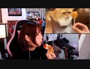 【あかねこ】ちょろっとのみ！。2023年2月8日