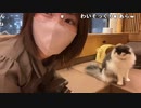 【あかねこ】ねこかふぇきたฅ^•ω•^ฅ。2023年2月8日