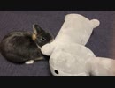 【ネザーランド】飼い主からお気に入りのぬいぐるみを擦り付ける毛玉【うさぎ】