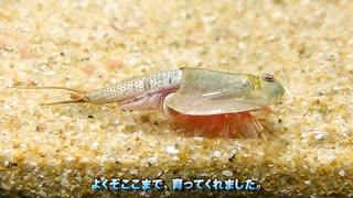 【カブトエビ飼育2021】第35話：大きくなると脱皮が大変になる・・。