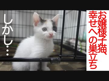 お嬢様子猫、子猫保育園を卒園が決定するも…