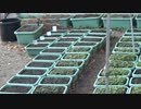 ベビーリーフ：ピートモスをまぜて再利用です。鶏糞と牛糞の使い分けを実験しています。2022年11月1日