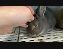 【ウサギ】うさうさざつだん　二月号【琴葉茜】