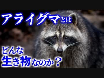 アライグマとはどんな生き物なのか？／その生態や習性はどうなっている？【ゆっくり解説】