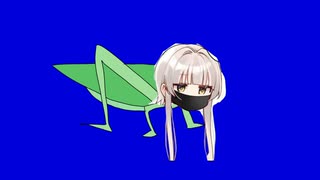 長谷川あクビキリギス