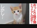 末っ子妹系保護子猫、トライアル決定！しかし…
