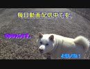 【柴犬お散歩動画】