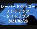 【EGOIST】レオパードゲッコーメンテナンス 20230228