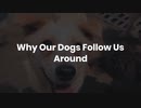 Why Our Dogs Follow Us Around