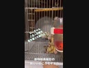 【 #フクロモモンガ 】待てを躾けられるかな？ #おはモモンガ #蜜袋鼯 #슈가글라이더 #フクモモ #sugerglider #モモンガ #shorts