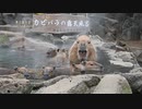 伊豆カピバラちゃんたちの露天風呂　Capybara Open-air Hot Spring in Izu